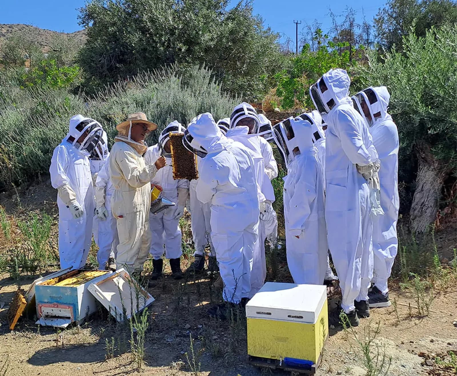 Πρόγραμμα Adopt a Hive