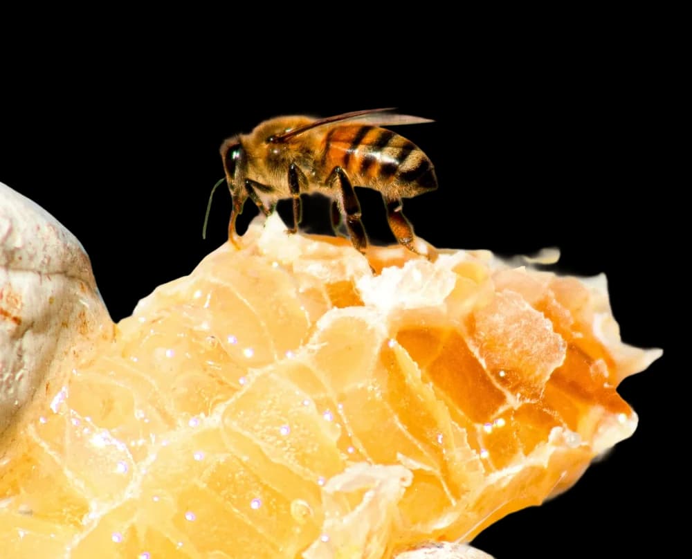 Bee on a honeycomb — Oros Machaira