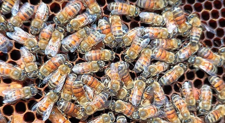 The queen bee