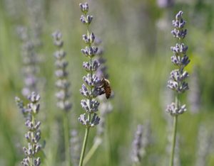 bee on lavender