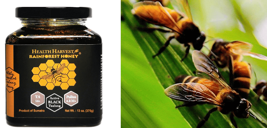 μελι tualang μελισσες Apis dorsata