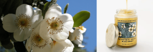 μελι ulmo Eucryphia cordifolia